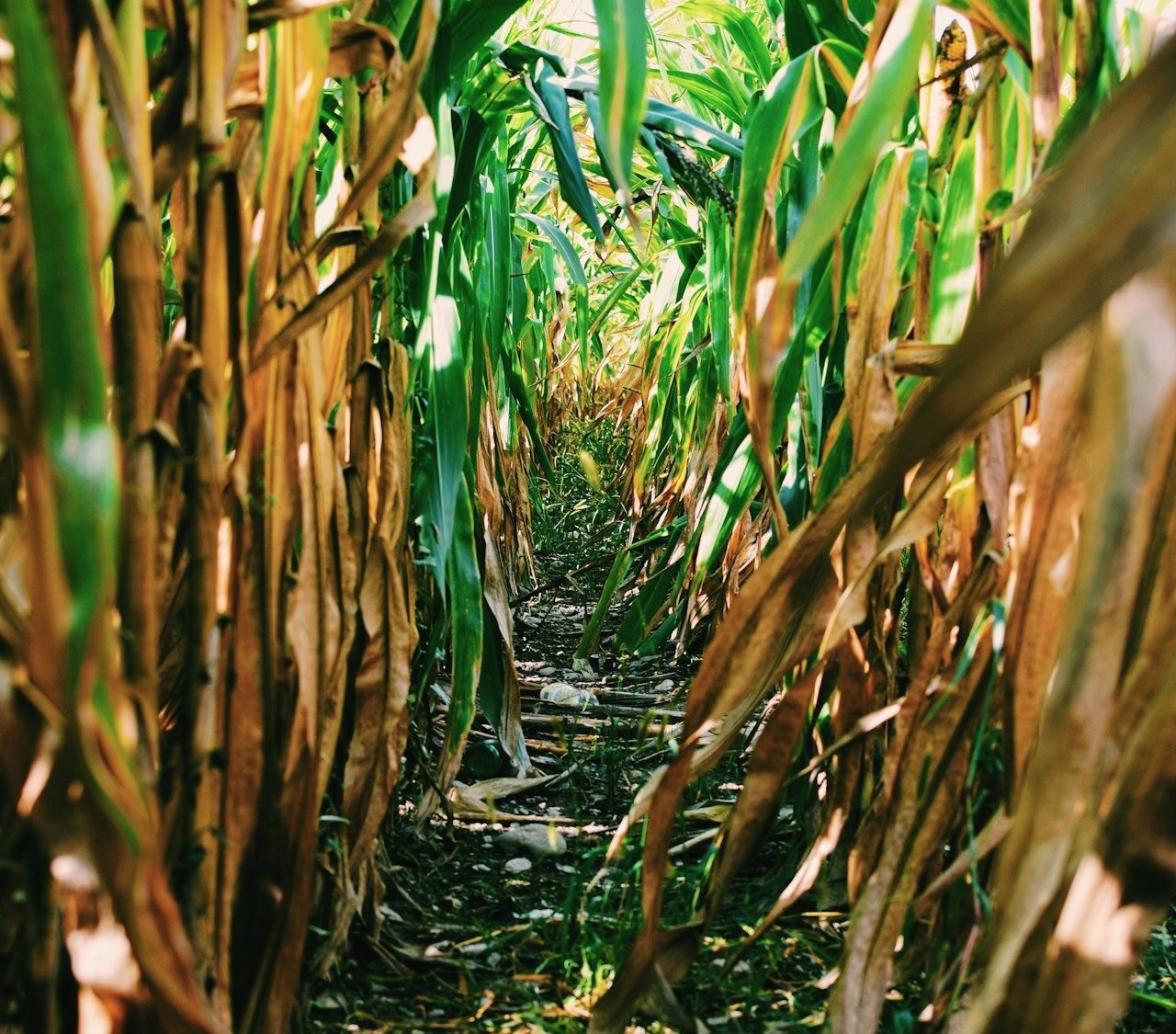 Looking down a row between tall corn plants