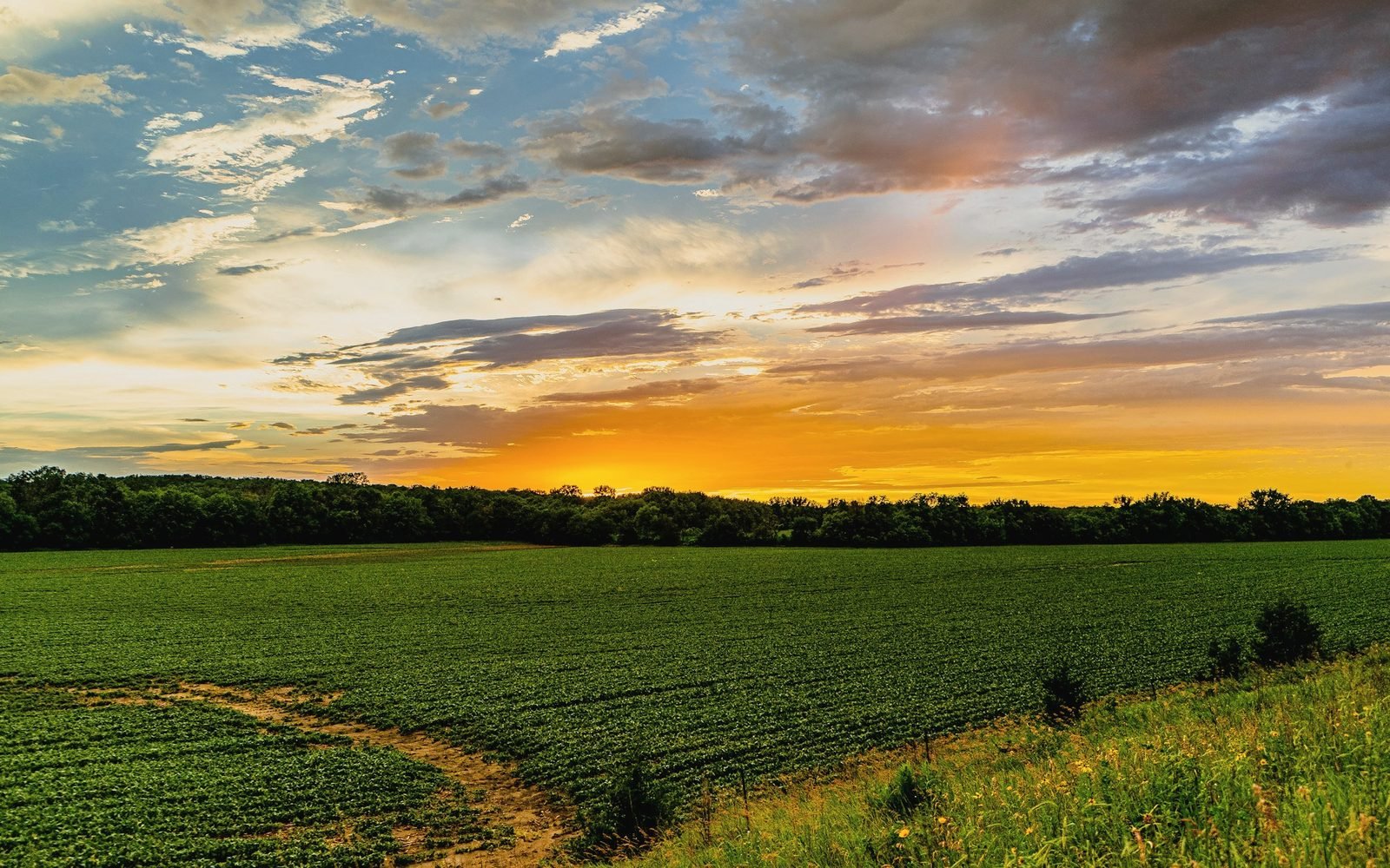 Green rolling field at sunset with a tree line on the horizon