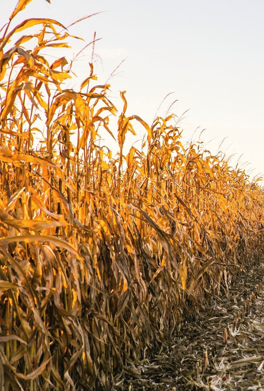 Dry corn standing beside harvested stubble in low sun